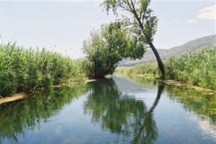 norin-2